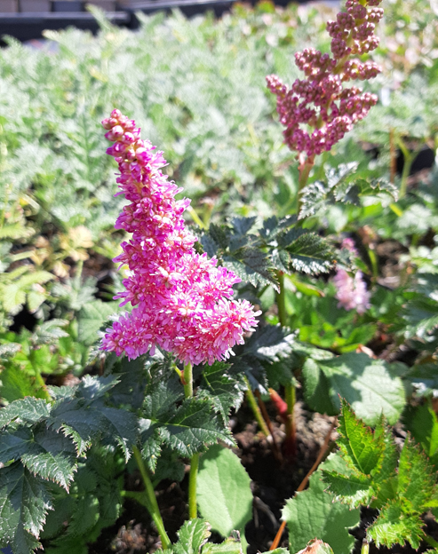 Astilbe chinensis `Little Vision Purple`